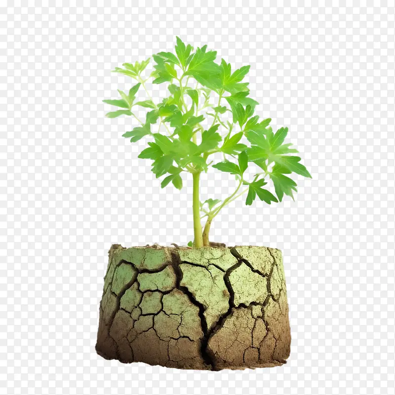 绿芽-绿芽防治荒漠化防治干旱全球变暖旱地