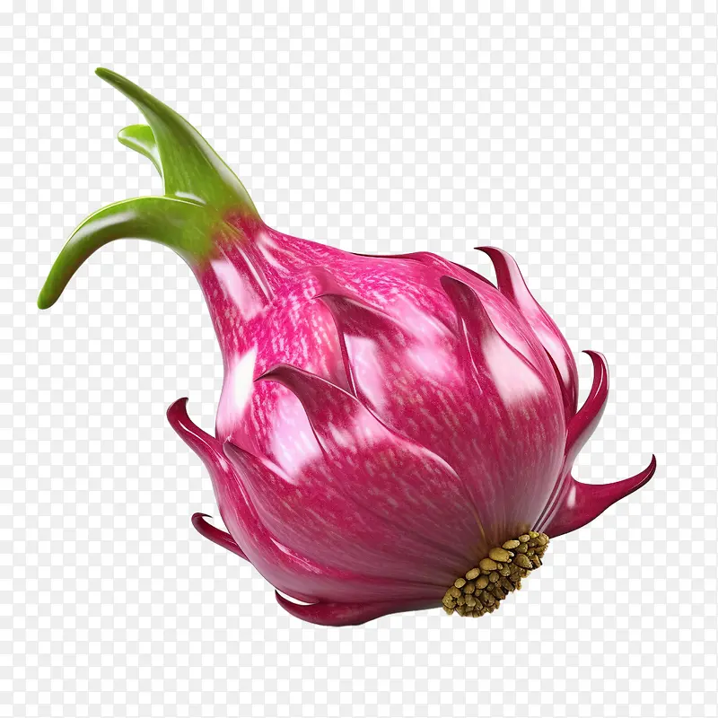 火龙果-粉红色的花朵