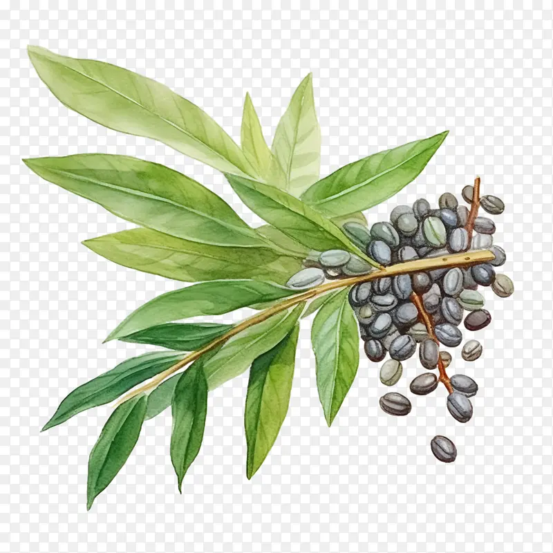 水彩咖啡豆-咖啡豆