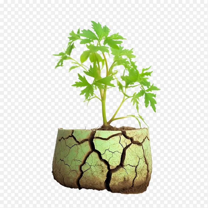 防治荒漠化——仙人掌