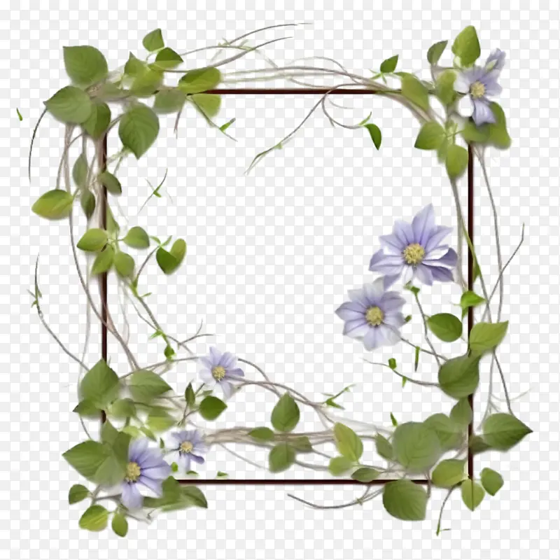 铁线莲花-花卉边框