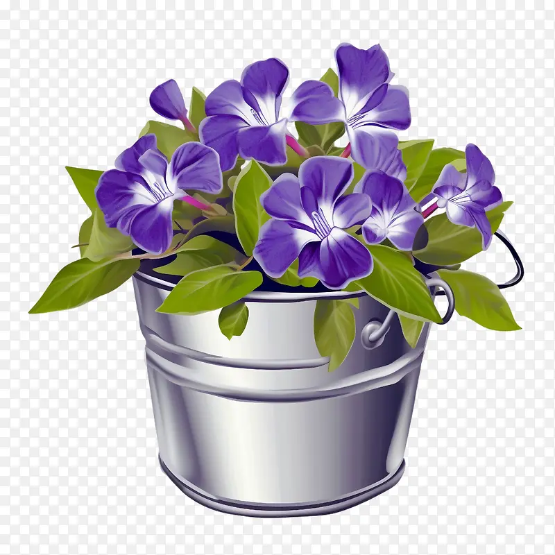 长春花-长春花长春花在桶里紫色的花桶里的水
