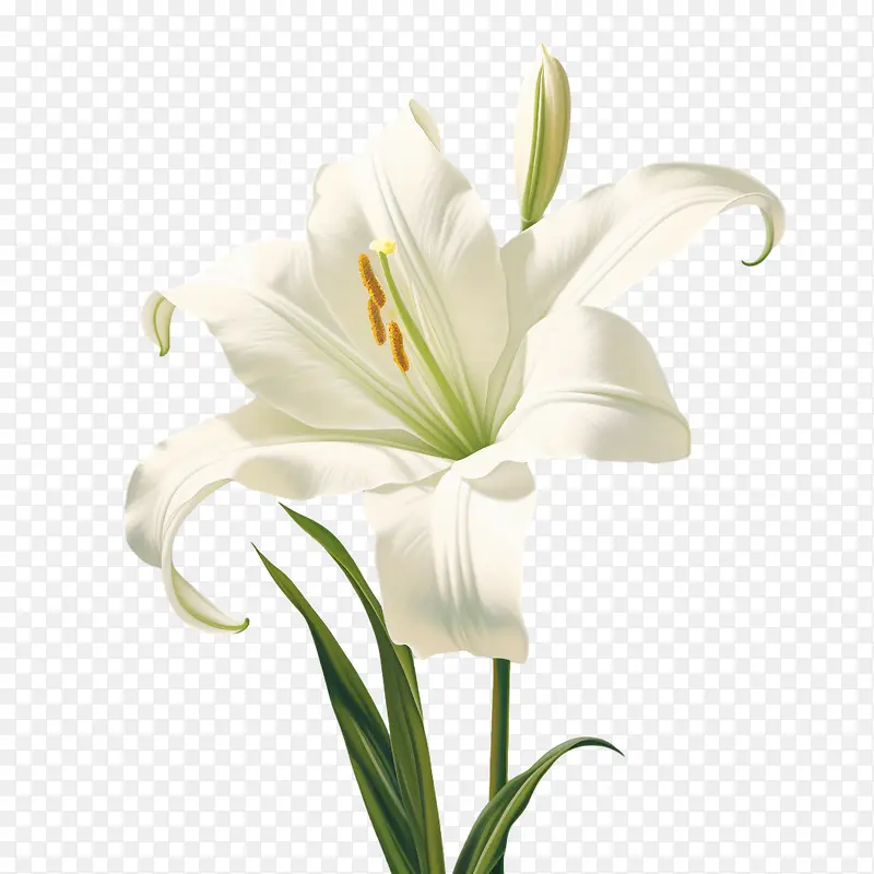 百合-百合3d百合白百合花植物