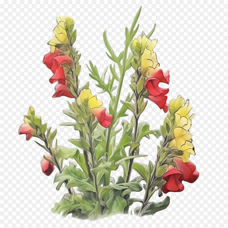 金鱼草-金鱼草平金鱼草红色黄色花朵