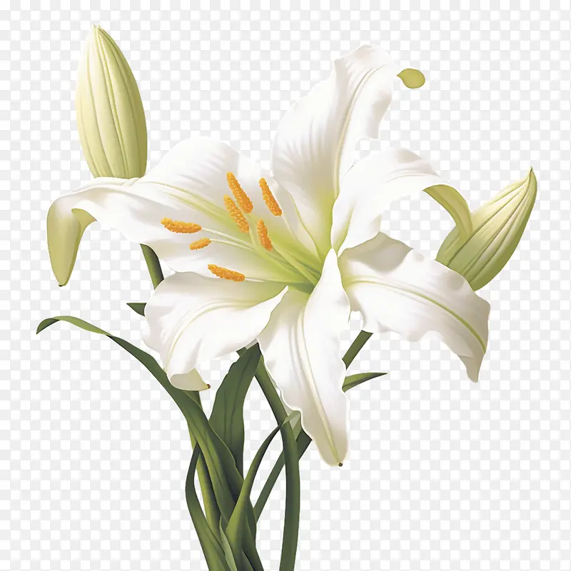 百合-百合3d百合白百合花园