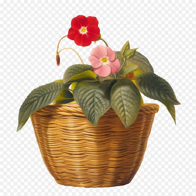 凤仙花-凤仙花花篮鲜花粉红色