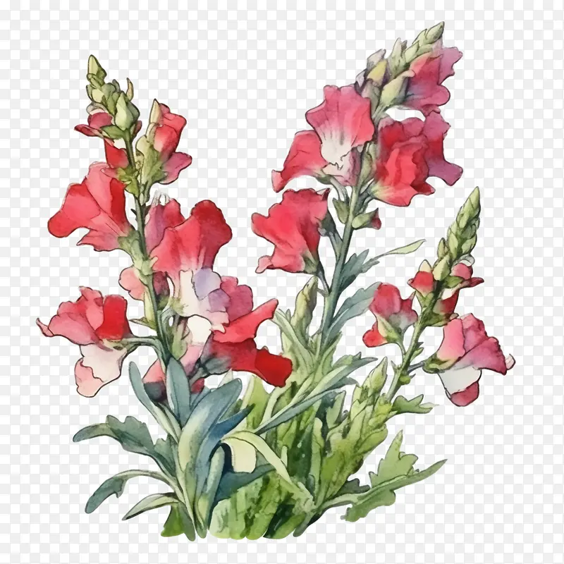 金鱼草-金鱼草金鱼草花红色花朵水彩画花卉插画