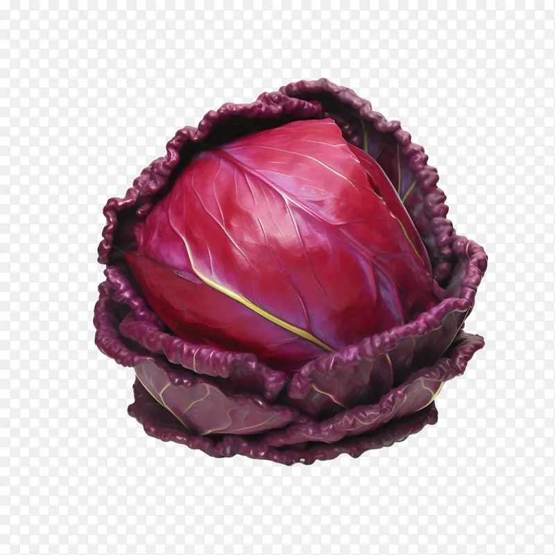 红甘蓝-红甘蓝红甘蓝新鲜蔬菜叶类蔬菜紫甘蓝