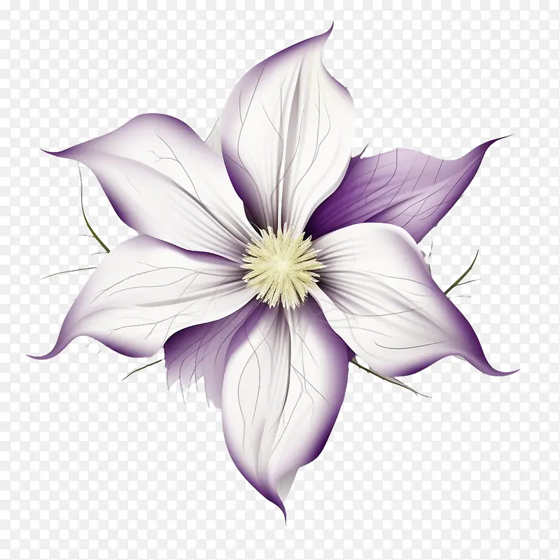 铁线莲花-铁线莲花紫色花铁线莲绽放
