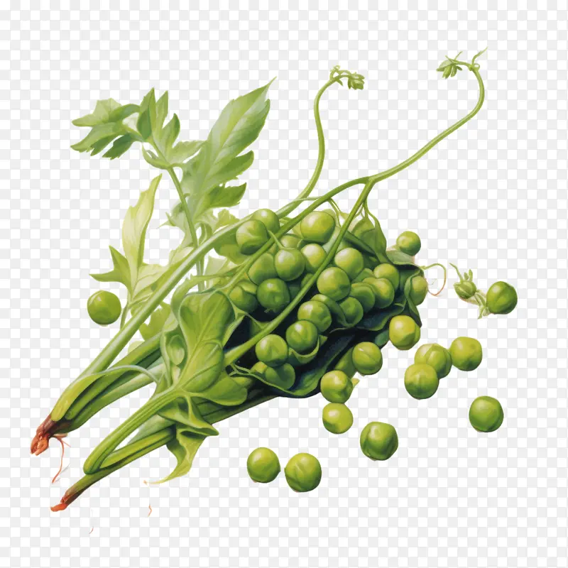 青豌豆-青豌豆作为人工智能语言模型青豌豆蔬菜
