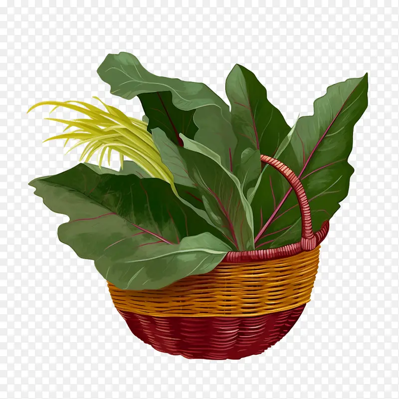 甜菜叶-甜菜叶蔬菜图像内容蔬菜篮子