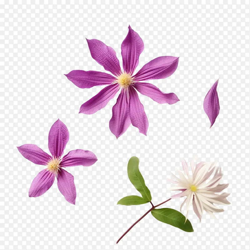 铁线莲花-紫色的花