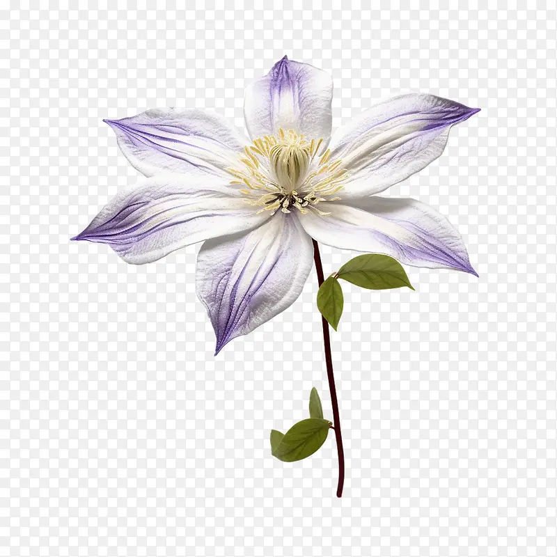 铁线莲花-铁线莲花紫色白色花雄蕊