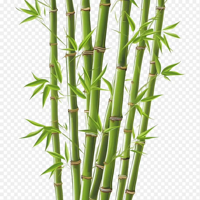 竹子-竹子竹子植物茎叶