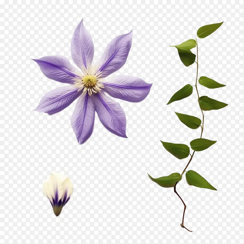 铁线莲花-花茎
