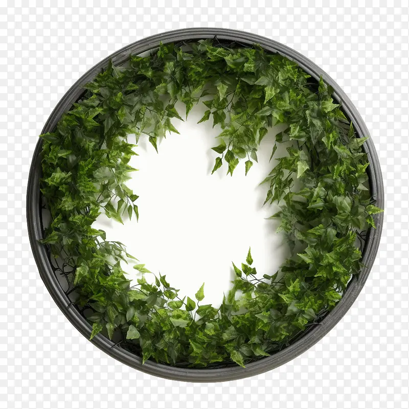 绿色爬行物框架-植物框架