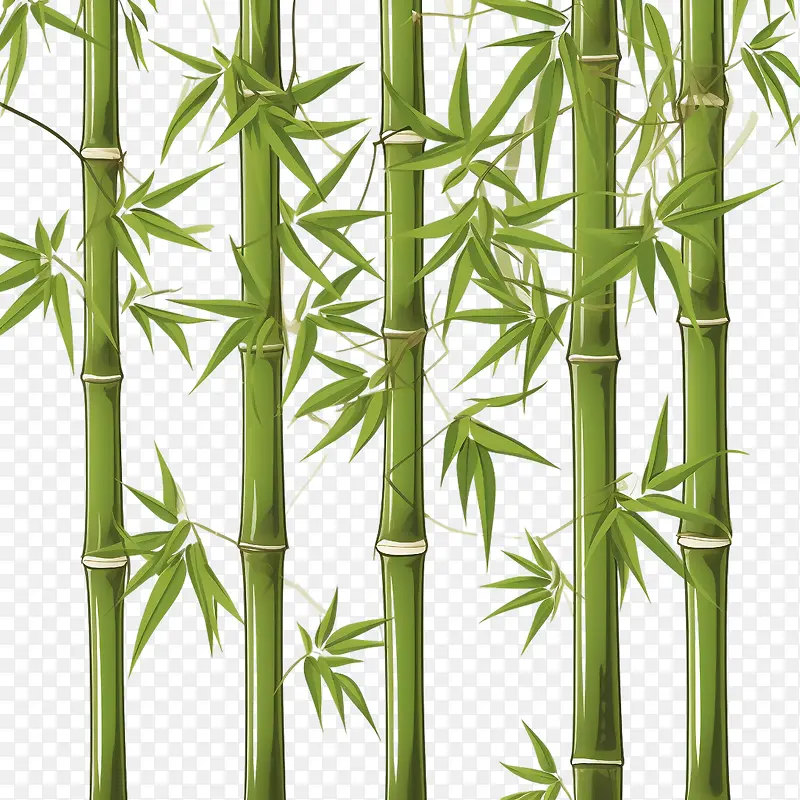 竹子-竹子竹子绿色竹子植物竹叶
