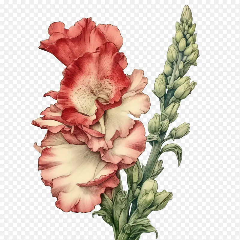 金鱼草花-玫瑰