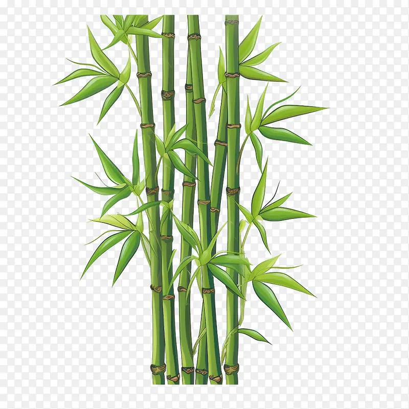 竹子-竹子竹子绿色的茎植物