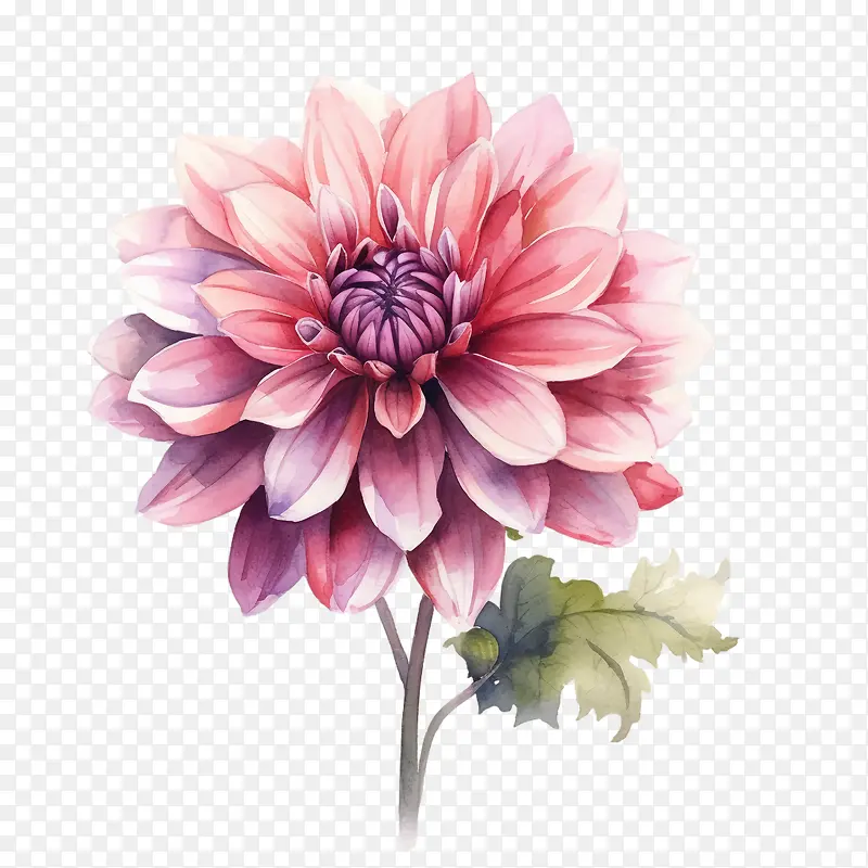 大丽花花-大丽花花花瓣多彩水彩