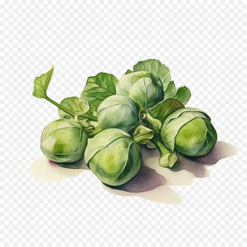 球芽甘蓝-球芽甘蓝球芽甘蓝水彩食品有机