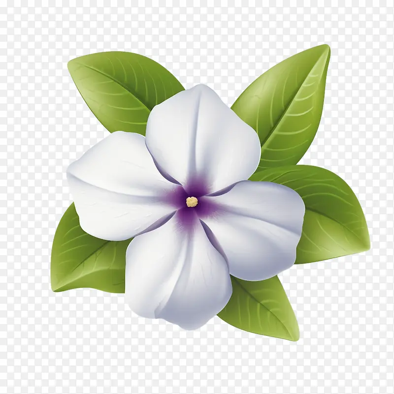 长春花-长春花花白色花瓣叶子