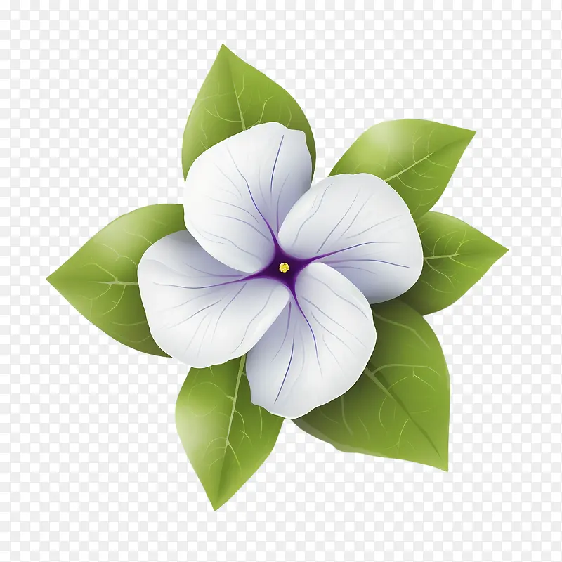 长春花-白花