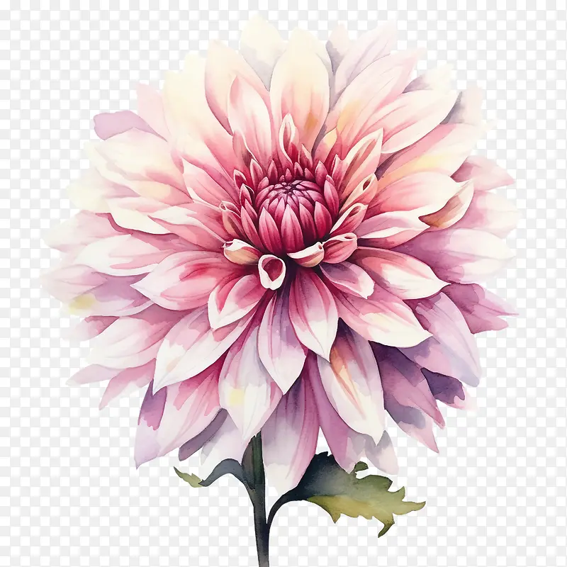 大丽花花-粉红色的花