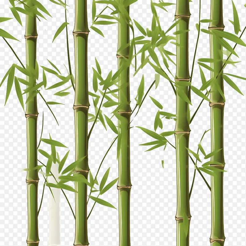 竹子-竹子竹子绿树天然