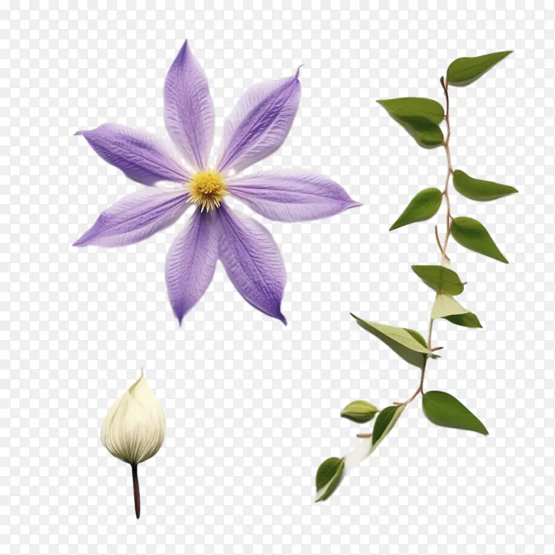 铁线莲花-紫色的花