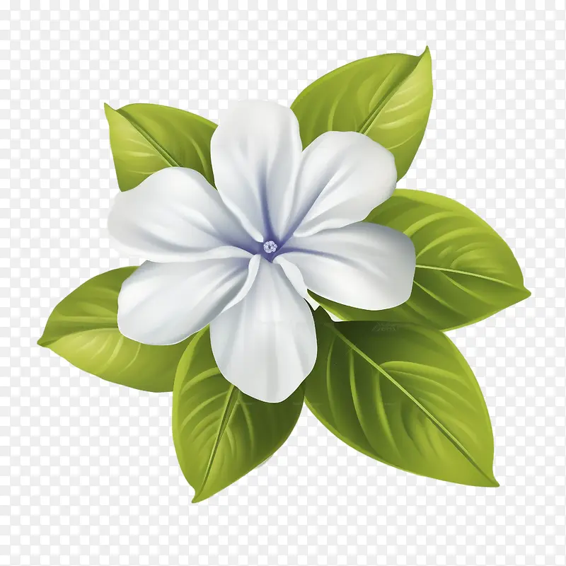 长春花-白花