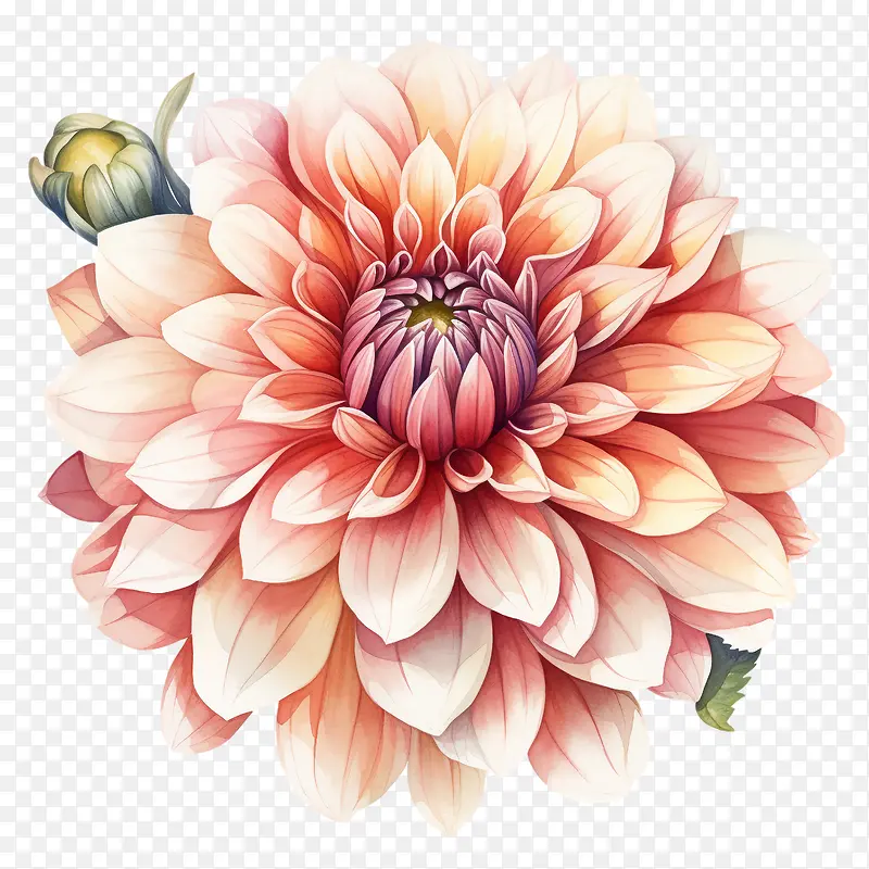 大丽花花-粉红色的花