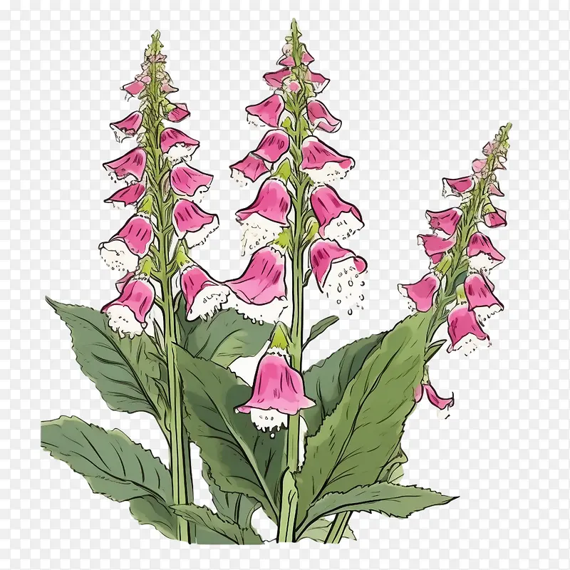 毛地黄花-毛地黄花粉红色紫色白色绿色