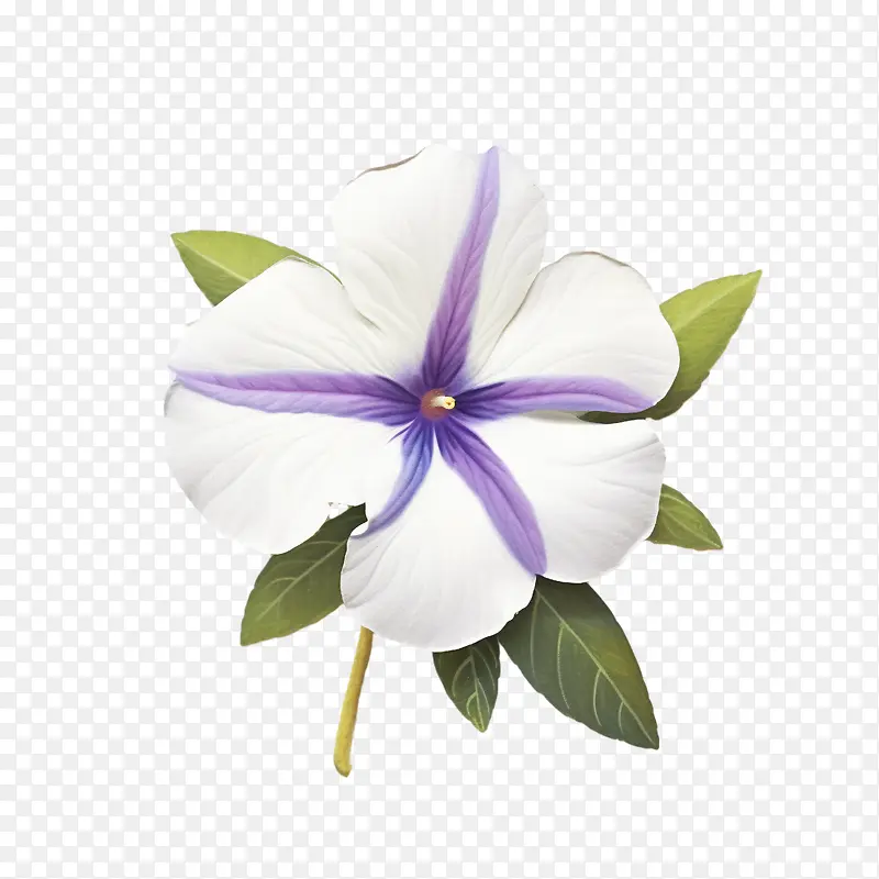 长春花-白花