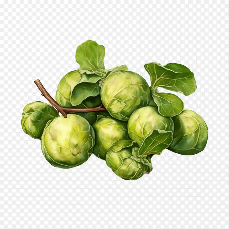 球芽甘蓝-球芽甘蓝球芽甘蓝绿色新鲜食品