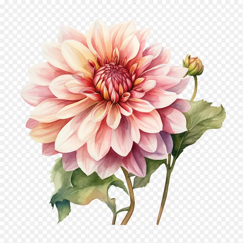 大丽花花-粉红色的花