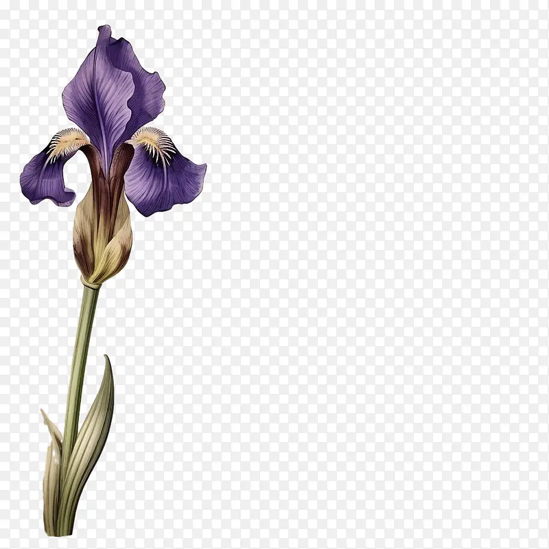 虹膜-虹膜鸢尾花花紫色鸢尾