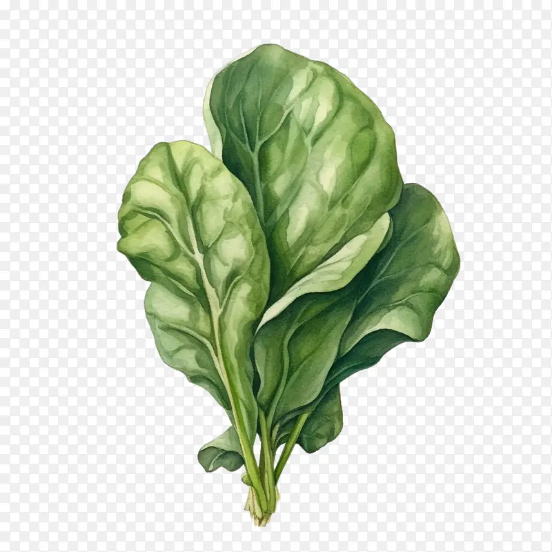 spinach-菠菜作为人工智能语言模型我可以提供一些可能的菠菜绿叶