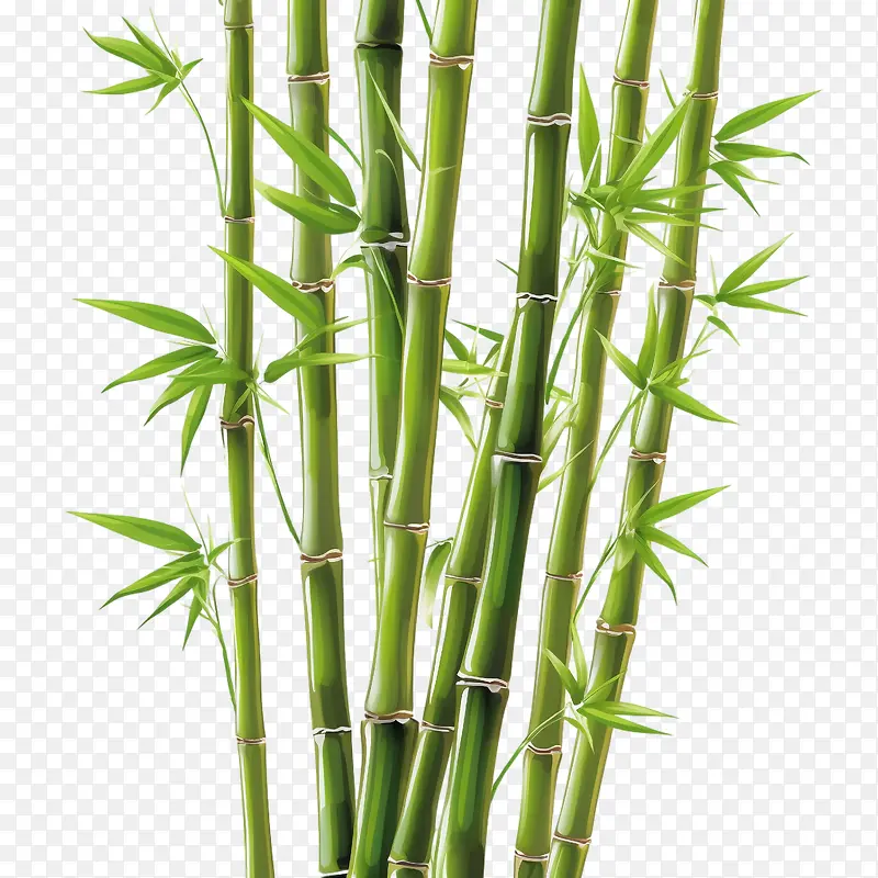 竹子-竹子竹子绿茎竹子植物