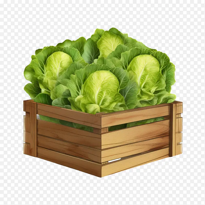 生菜-生菜卷心菜生菜农场板条箱