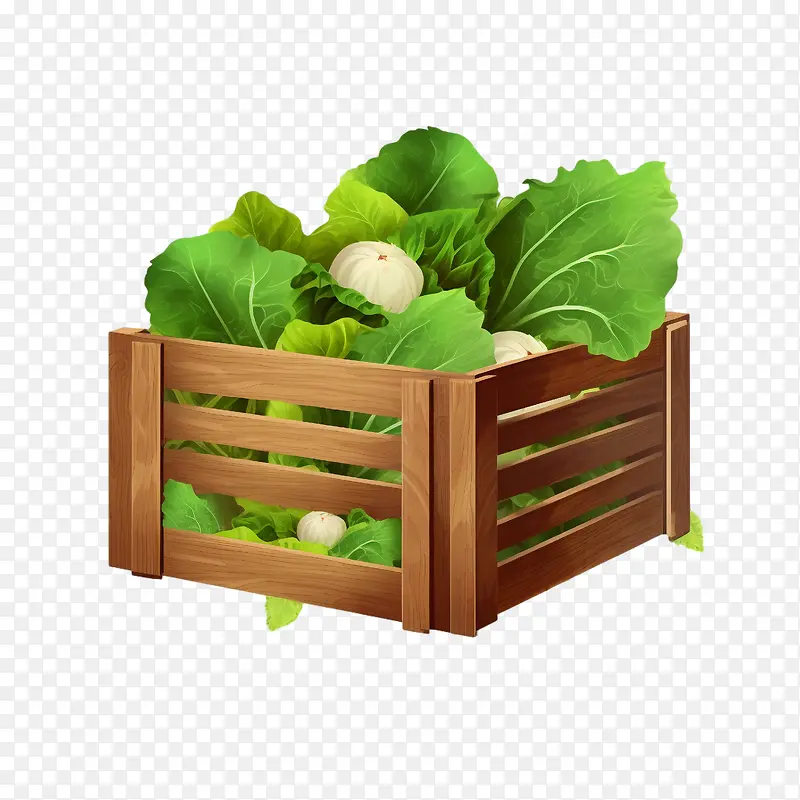 生菜-健康食品