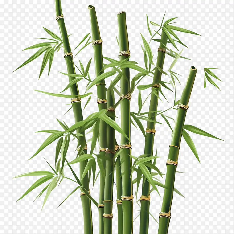 竹子-竹子竹子植物绿化有机
