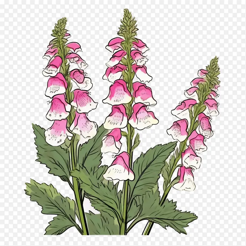 毛地黄花-毛地黄花粉红色的花朵白色的花朵铃兰洋地黄purpurea