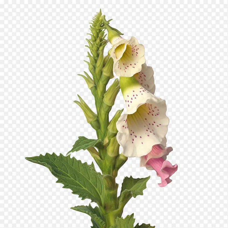 毛地黄花-毛地黄花粉红色花瓣茎