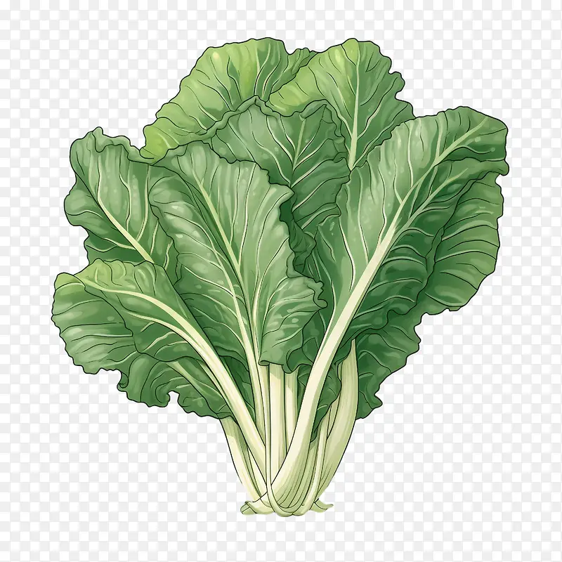 大白菜——健康食品