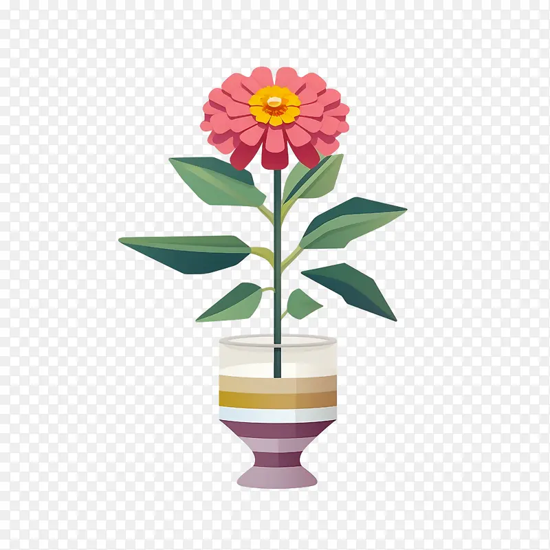 百日草花-粉红色的花