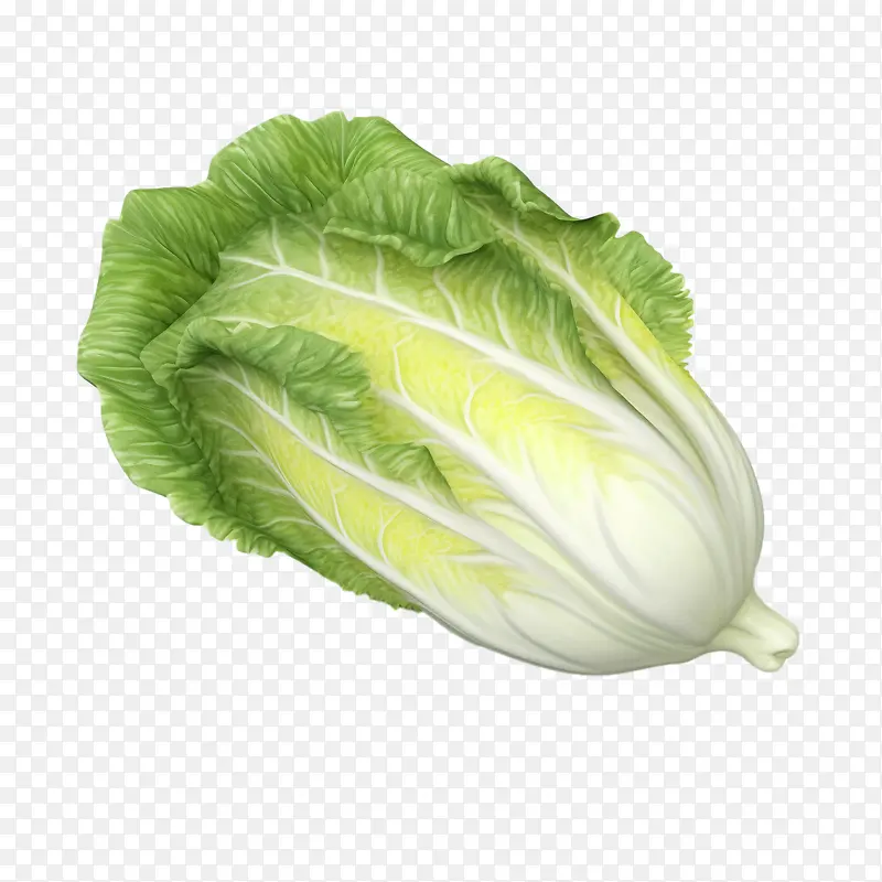大白菜-大白菜
