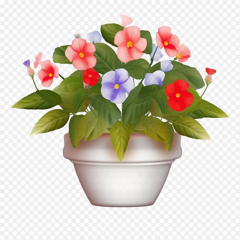 凤仙花-园林花卉