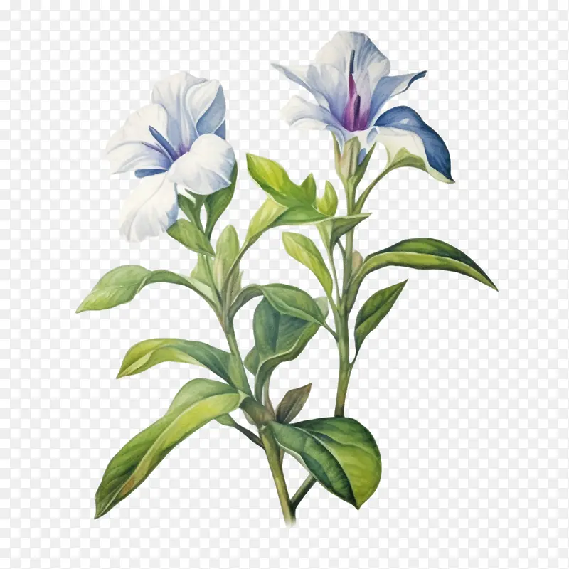 长春花-长春花花白色花朵水彩画花园绿化