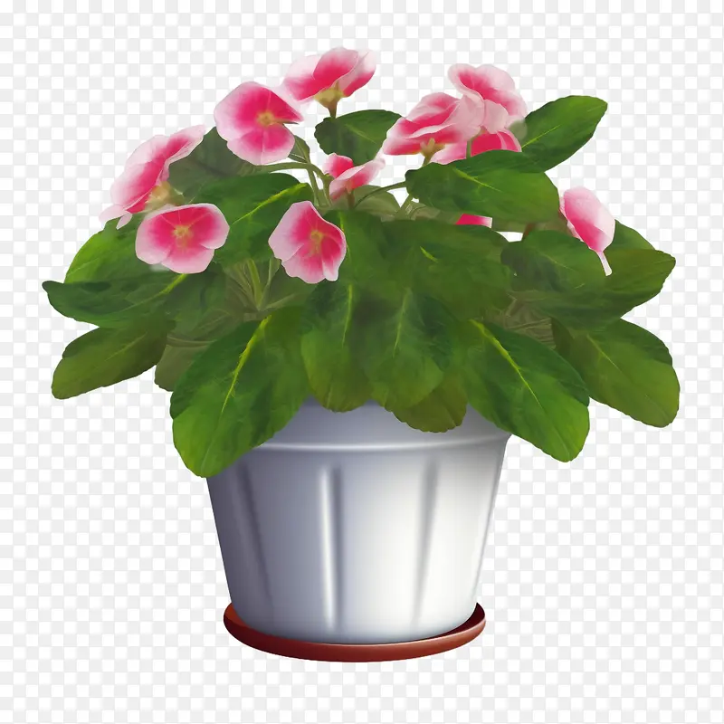 凤仙花-凤仙花盆栽粉红色的花朵绿叶花瓶